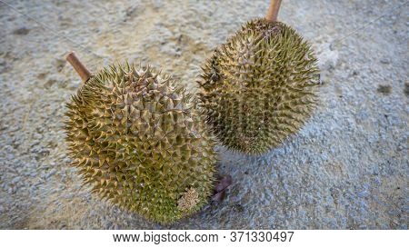 Close Up Detail View Of Two Ripe Durian Fruit After Fall From Tree. King Of Fruits In Southeast Asia