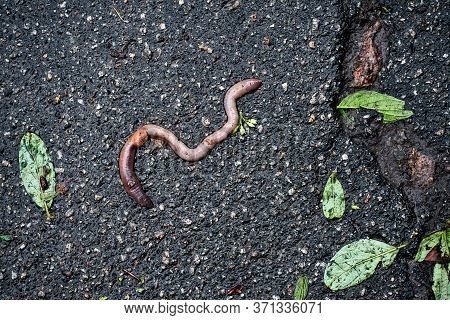 Earthworm Crawled Onto The Asphalt After Heavy Rain. Tree Leaves Lie After Cracks On Asphalt. Strang