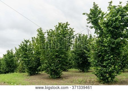 A Field Of Hazelnuts, Piedmont - Italy