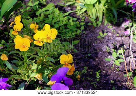 Yellow And Blue Pansies. Place For Text
