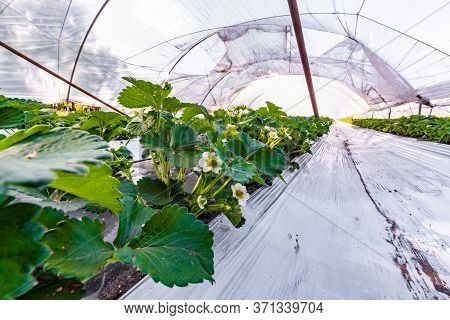 Cultivation Of Strawberry Fruits Using The Plasticulture Method, Plants Growing On Plastic Mulch In
