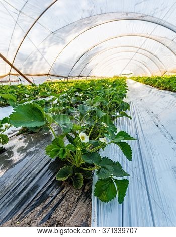 Cultivation Of Strawberry Fruits Using The Plasticulture Method, Plants Growing On Plastic Mulch In 