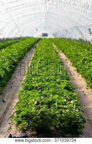 Cultivation Of Strawberry Fruits Using The Plasticulture Method, Plants Growing On Plastic Mulch In