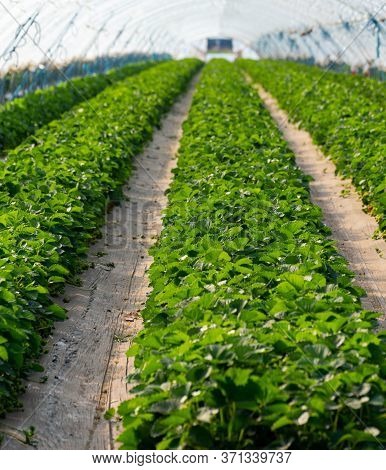 Cultivation Of Strawberry Fruits Using The Plasticulture Method, Plants Growing On Plastic Mulch In