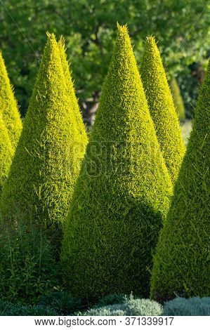 Well Shaped Green Conical Thuja Coniferous Trees In Garden