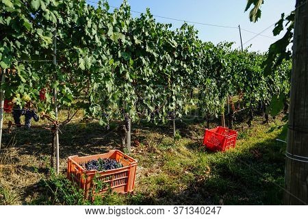 Harvest In A Vineyard At Cannubi In Barolo, Piedmont - Italy