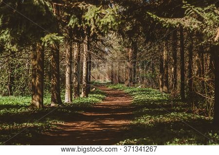 A Path In A Dark Coniferous Forest. Walk Through The Mysterious Woods
