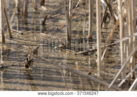 Bufo Bufo - Common Toad Hiding On A Pond In Which Is Rakos