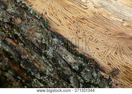The Imprint Of The Bark Beetle Under The Bark Of The Tree. Pattern On Tree Trunk Log After Damage Ca
