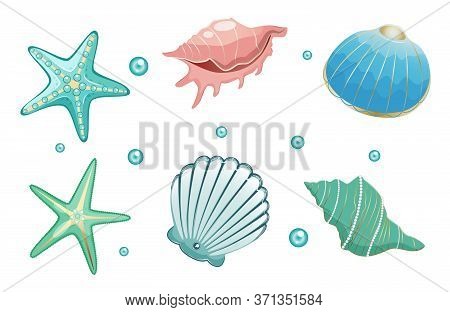 Sea Shells Collection Stock Vector Illustration. Isolated On White Background.