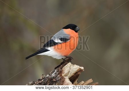 The Bullfinch, Common Bullfinch Or Eurasian Bullfinch ( Pyrrhula Pyrrhula) Sitting On The Branch Wit
