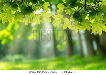Beautiful Spring Background With Green Juicy Maple Leaves Natural Background With A Carpet Of Green 