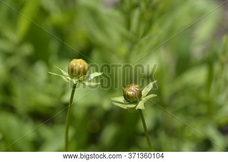 Star Tickseed Orange Flower Buds - Latin Name - Coreopsis Pubescens