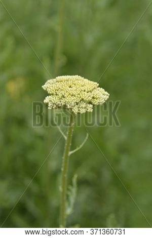 Gold Plate Yarrow Flower Buds - Latin Name - Achillea Filipendulina Gold Plate