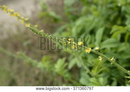 Common Agrimony - Latin Name - Agrimonia Eupatoria