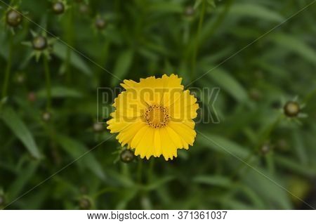 Large-flowered Tickseed Sonnenkind Flower - Latin Name - Coreopsis Grandiflora Sonnenkind