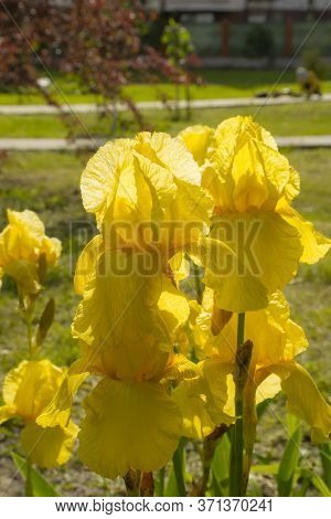 Yellow Irises In The Summer Park. Close-up Of Several Large Delicate Yellow Irises. Vertical Composi