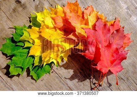 Autumn Leaves Over Old Wooden Background. Maple Leaves Laid Out In A Row From Green To Red
