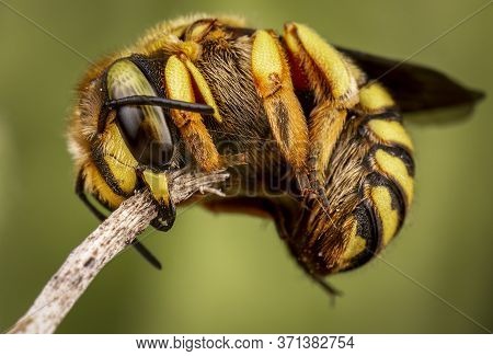 Anthidium Florentinum Manicatum Sleeping Attached To A Branch With His Mandibles
