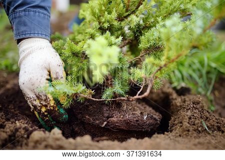 Man Planting Juniper Plants In The Yard. Seasonal Works In The Garden. Landscape Design. Ornamental 