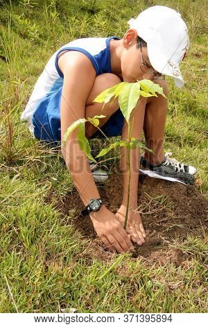 Itamaraju, Bahia Brazil - June 19, 2009: Child Is Seen Planting Tree In The City Of Eunapolis.