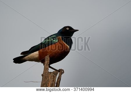 Superb Starling Lamprotornis Superbus Formerly Known As Spreo Superbus Kenya Tanzania