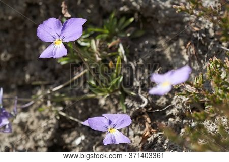 Viola Calcarata Swiss Switzerland Mountains Commonly Known As Long-spurred Violet Or Mountain Violet