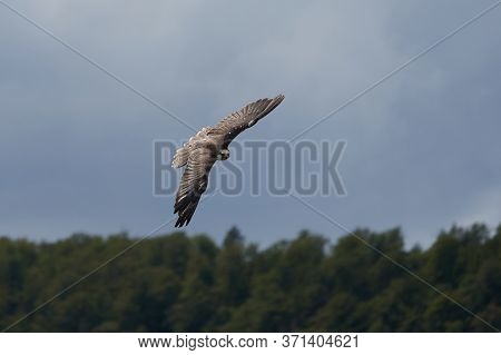 Peregrine Falcon Falco Peregrinus Duck Hawk Falconidae Flying In The Air