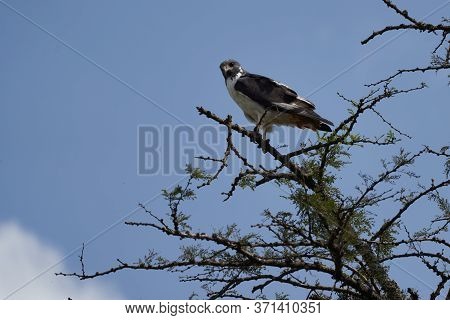 Black-winged Kite Elanus Caeruleus Also Known As The Black-shouldered Kite