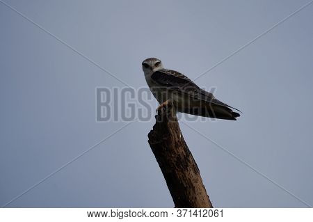 Black-winged Kite Elanus Caeruleus Also Known As The Black-shouldered Kite