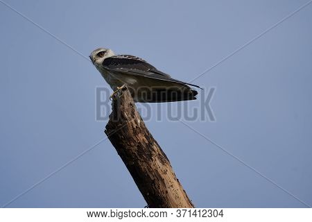 Black-winged Kite Elanus Caeruleus Also Known As The Black-shouldered Kite