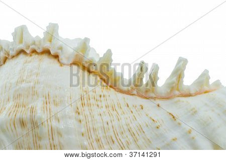 Conchiglia Murex