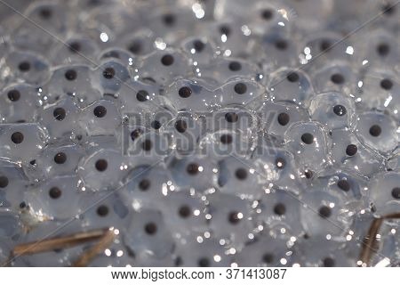Frog Toad Spawn Texture Macro Bright Mountain Light