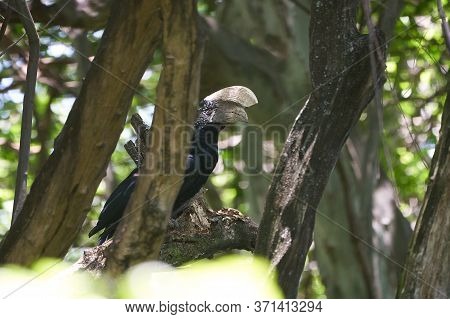 Silvery Cheeked Hornbill Bycanistes Brevis Tanzania Lake Manyara