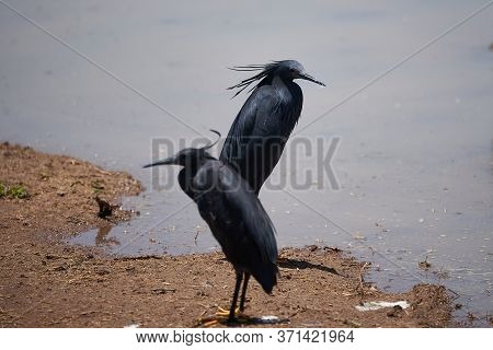 Black Heron Egretta Ardesiaca Also Known As Black Egret Lake Manyara African Heron Habit Of Using It
