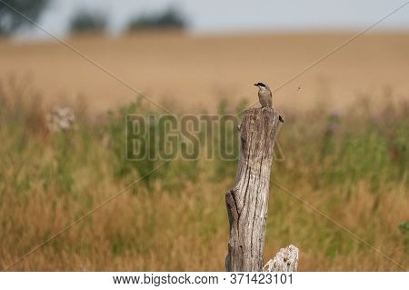 Red Backed Shrike Lanius Collurio A Carnivorous Passerine Bird Laniidae