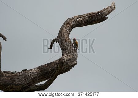 African Grey Woodpecker Dendropicos Goertae On A Tree