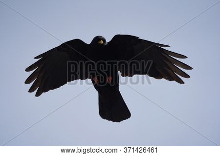 Alpine Chough Yellow Billed Pyrrhocorax Graculus Crow Pyrrhocorax Switzerland Mountain Flight