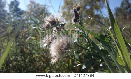 Low Angle View Of Fresh Grass Against Blue Sky With Clouds. Freedom And Renewal Concept.