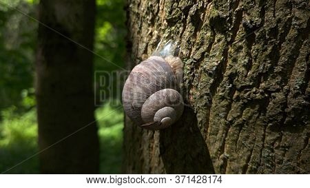A Snail Crawls On The Bark Of A Tree On A Sunny Day.