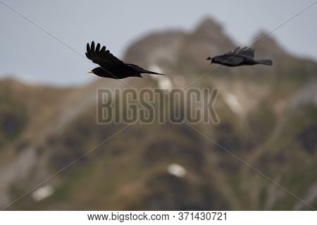 Alpine Chough Yellow Billed Pyrrhocorax Graculus Crow Pyrrhocorax Switzerland Mountain Flight