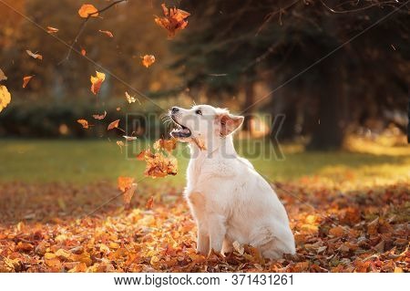 Golden Retriever In Autumn In The Leaves. Dog On The Nature In The Fall. Walk With A Pet Outdoor