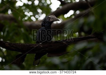 Silvery Cheeked Hornbill Bycanistes Brevis Tanzania Lake Manyara Or Trumpeter Hornbill Bycanistes Bu