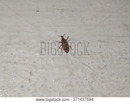 Brown Color Small Carpet Beetle Insect Or Bug Isolated On White Wall Background