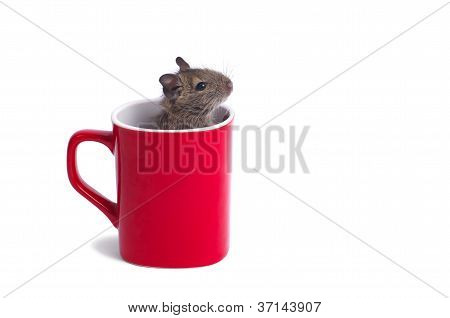 Degu muki