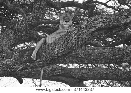 Lioness Tree Climbing Serengeti - Lion Black And White Bnw