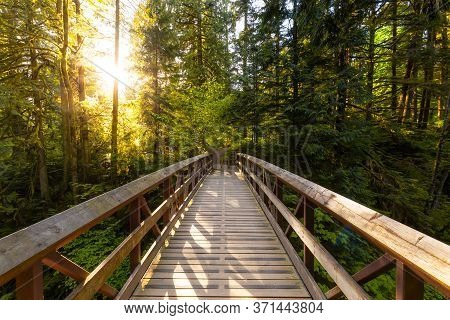 Beautiful View Of A Wooden Bridge In A Green Rain Forest During A Sunny Sunset. Taken In Kanaka Cree