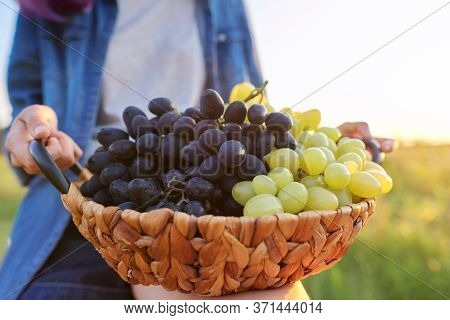 Young Woman With Basket Of Harvest Of Blue And Green Grapes, Sunset Natural Landscape Background, Gr