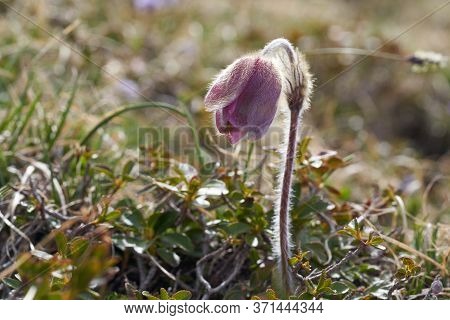 Pulsatilla Vulgaris Pasqueflower Buttercup Family Ranunculaceae Anemone