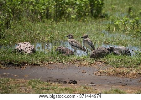 Water Thick Knee Burhinus Vermiculatus Water Dikkop Burhinidae Tanzania Lake Manyara